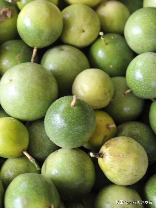 幸福打洛产业振兴路上瓜果飘香