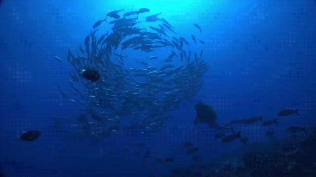 解封！大溪地7月15日起正式向国际游客开放