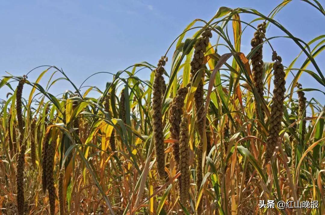 赤峰市粮食市场监督局,赤峰市市场监管局