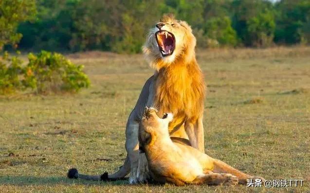 为什么哺乳动物是卵生,为什么哺乳动物都是4肢