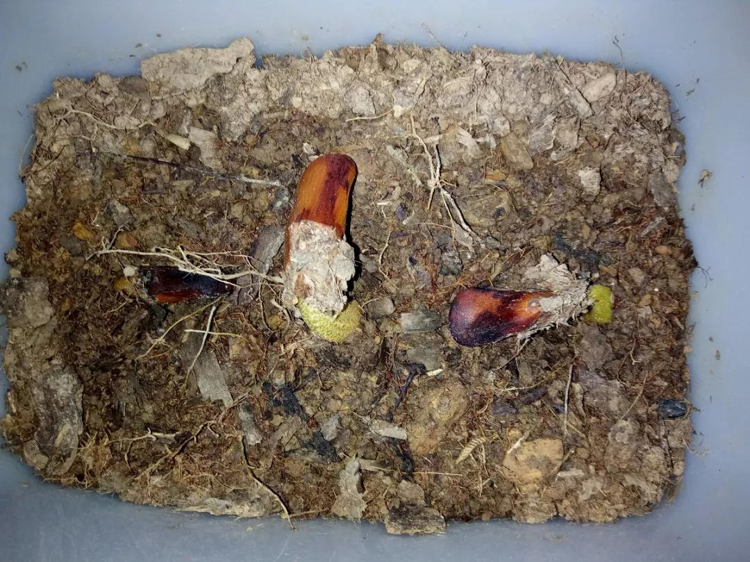 芒果核种芒果的过程,菠萝芒果核种植视频