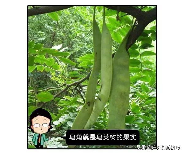 草木灰直接与油脂混合能做肥皂吗,猪油加草木灰制肥皂为什么加贝壳