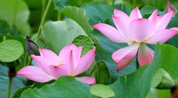 荷叶茶的四季搭配及功效,荷叶茶能清热去火吗