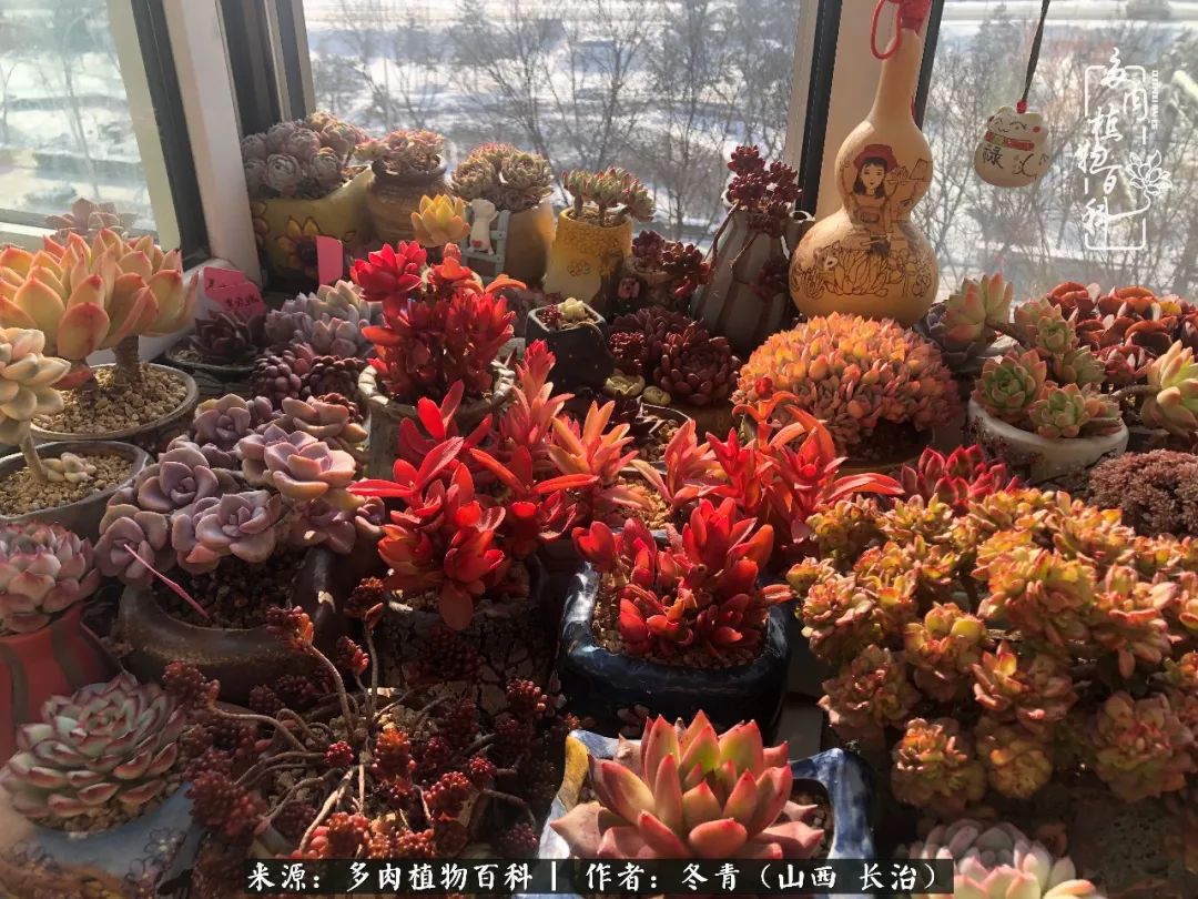 新手养的多肉怎么管理好看,阳台养多肉正确方法