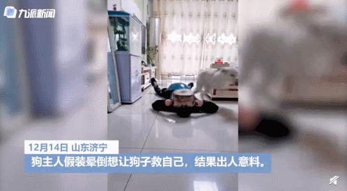 白柯基妈妈生宝宝,白狗妈妈生了一窝黑狗