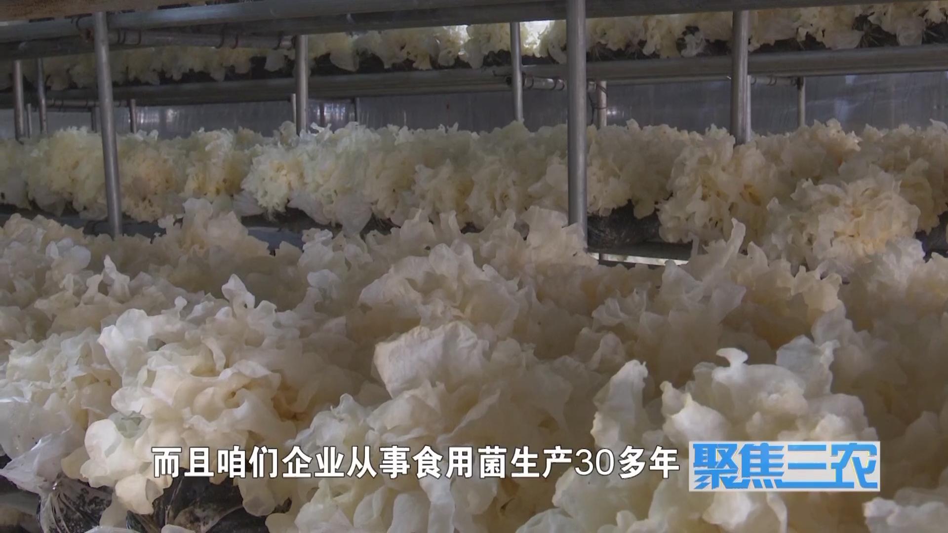 聚焦三农种植蔬菜致富,福建古田银耳栽培致富事例