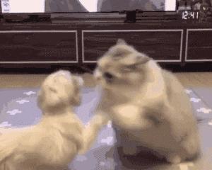 「JALOUSE」有一说一，我确实馋他们的身子