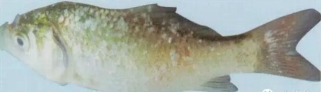 水产镜检虫图片,水产养殖常见虫类图