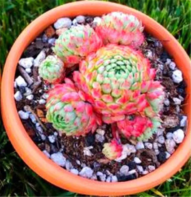 多肉小绿植怎么养,多肉植物小精灵怎么养