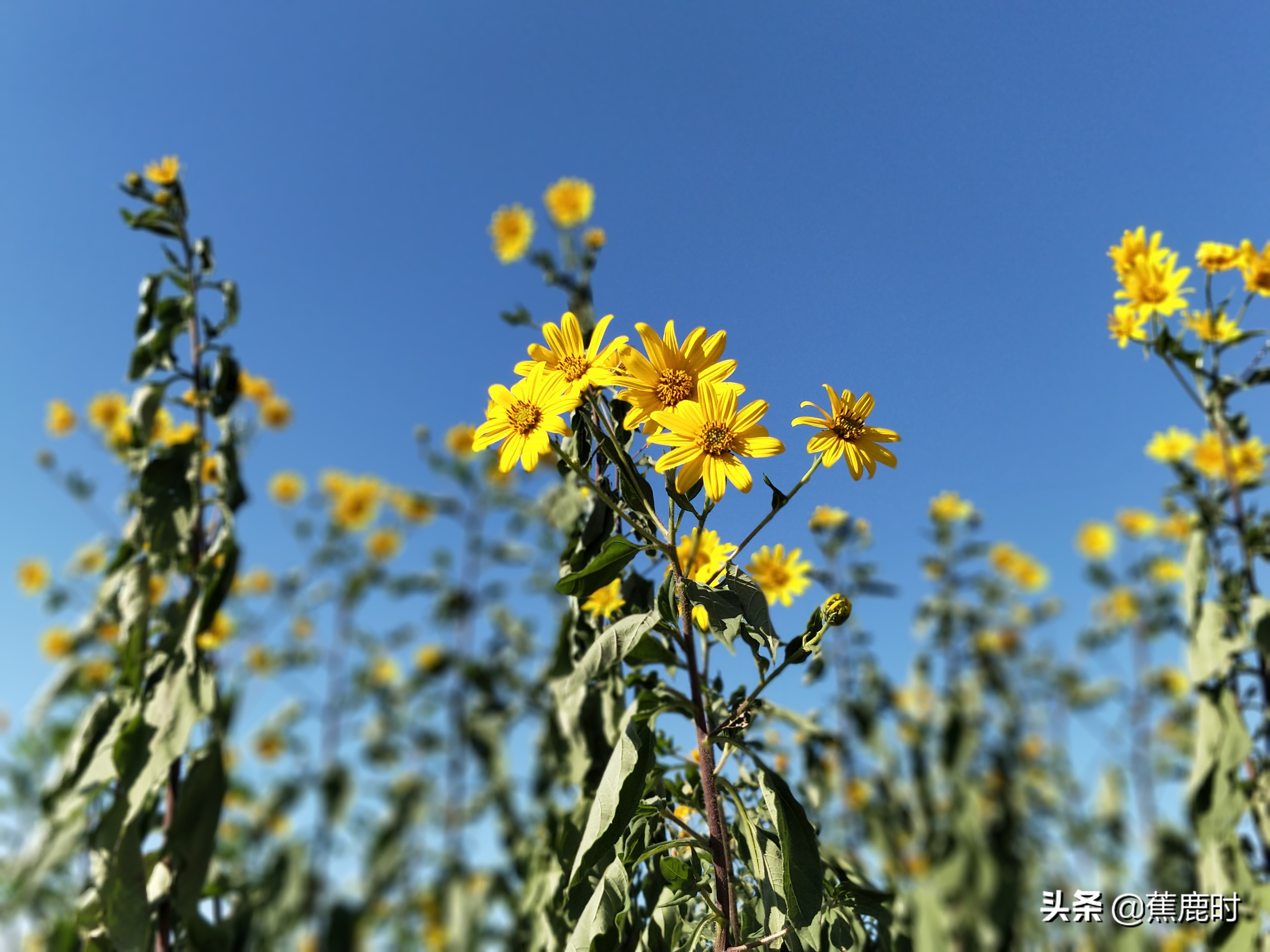 【原创小说连载《路回》】三回青县喜逢宋大人张沐欲作卖花郎