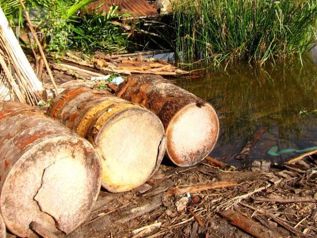 西米露椰子树,西米露跟西米是一样的吗