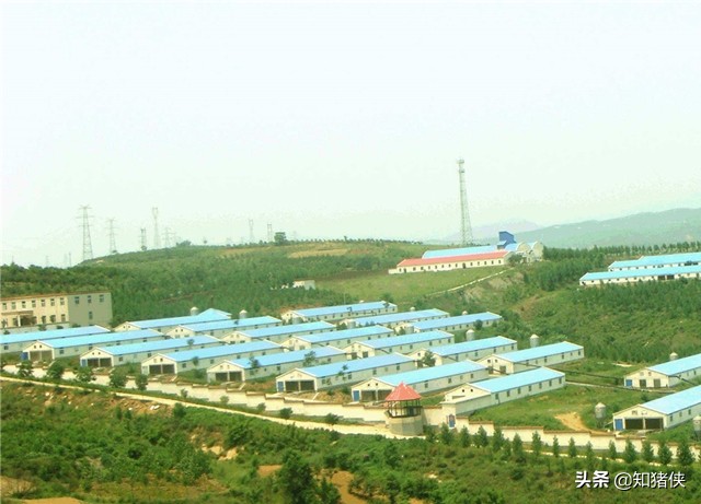 猪场场区分区图,猪场场区绿化平面图