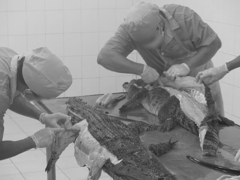 几百块钱的鳄鱼皮包是真的吗,几百块的鳄鱼皮包是不是真的