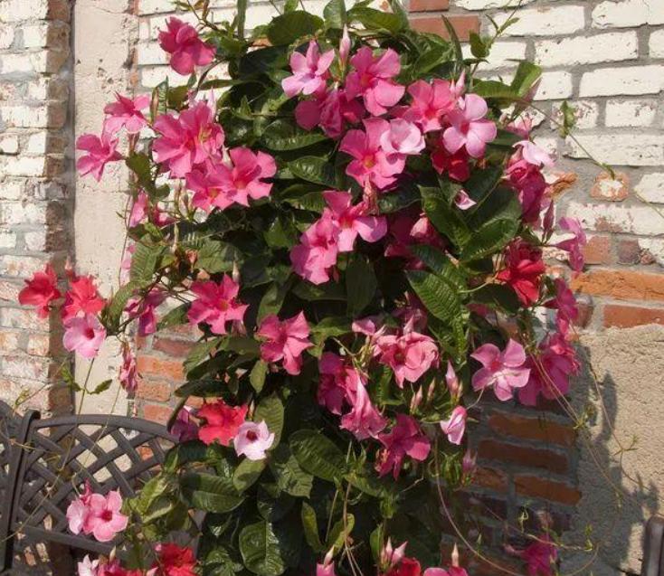 这些网红花,花商告诉你它好养,开花美,从来不提它“有毒”