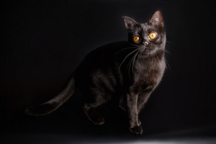 美短常见的毛色,美短常见品种