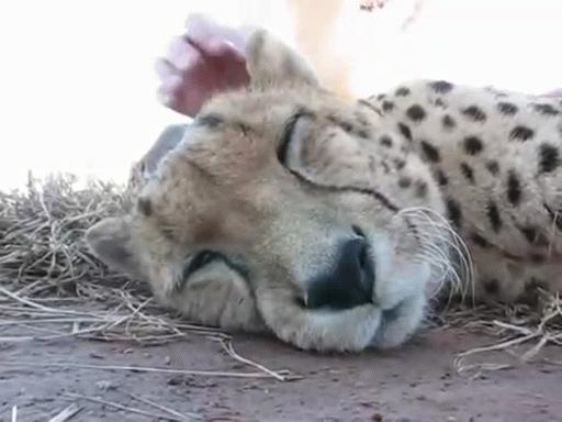 猫为什么会打呼噜？而且人类听了还特别爽？抖m吗？