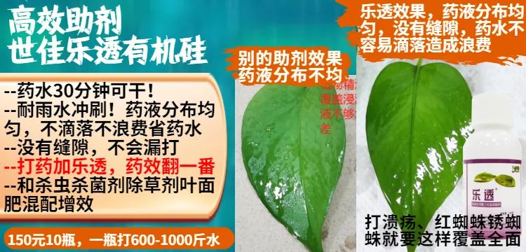 治蚧壳虫的土方法,用药指南蚧壳虫