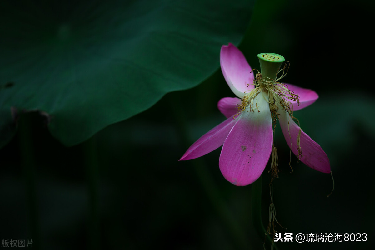 中国军事禁地风景区,玄武湖是中国最大的皇家园林湖