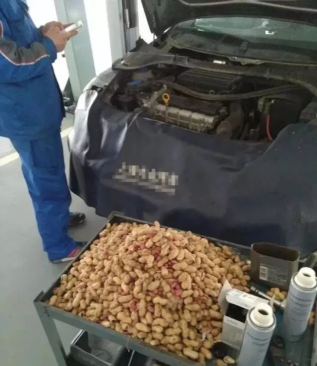 用保时捷911来存粮食，在瑞士连松鼠的生活品质都那么高