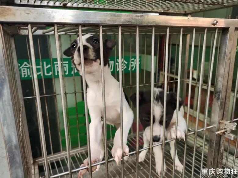 渝北区狗儿市场有卖猫的吗,渝北狗儿市场买狗