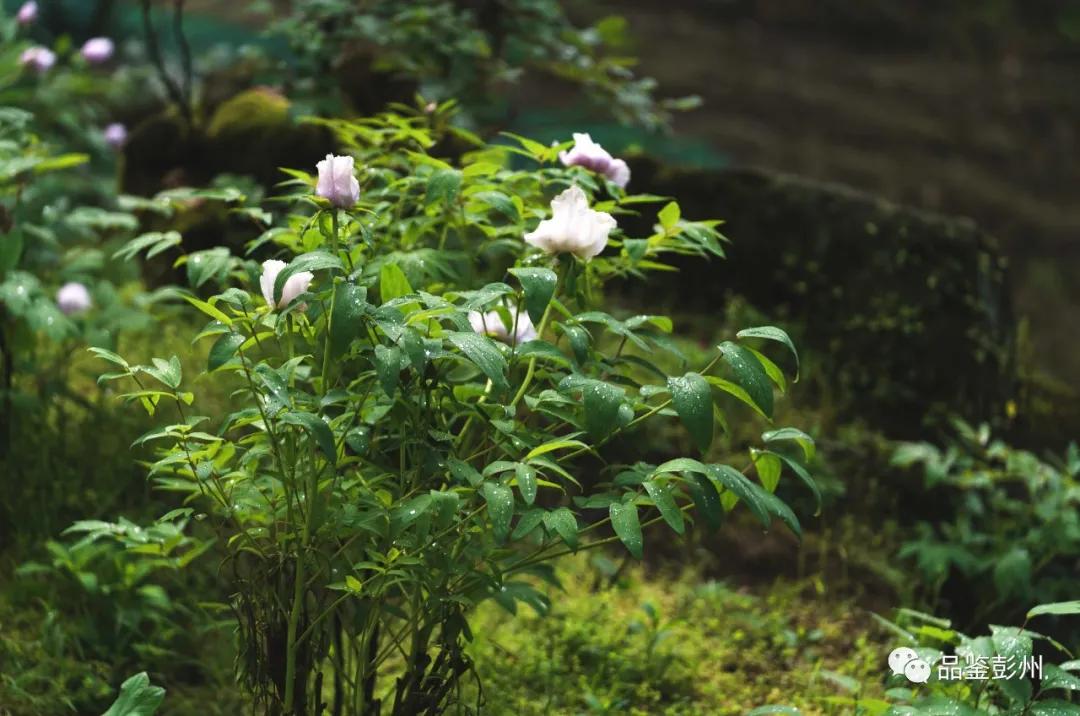牡丹花开惹人醉鸟语花香,牡丹花开国色天香惹人醉