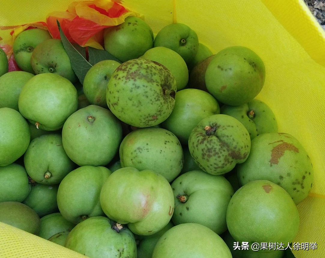 油桃黑点是什么,油桃外面黑点不长个