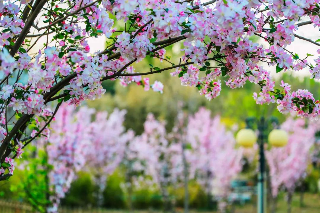 80后的童年回忆小院,8090年代的美丽小院