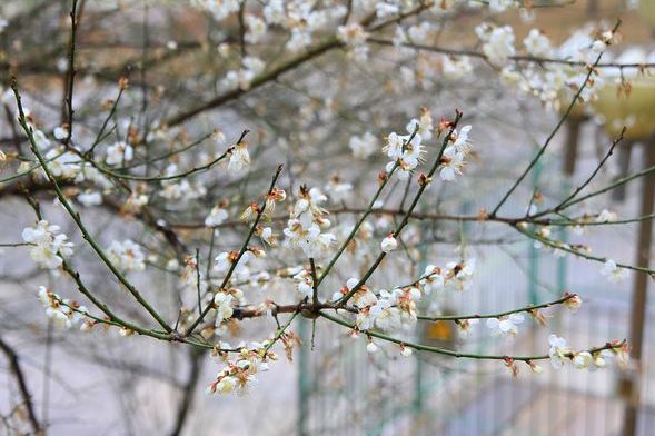 古诗词中立春的诗词有哪些,写春的古诗赏析和感悟