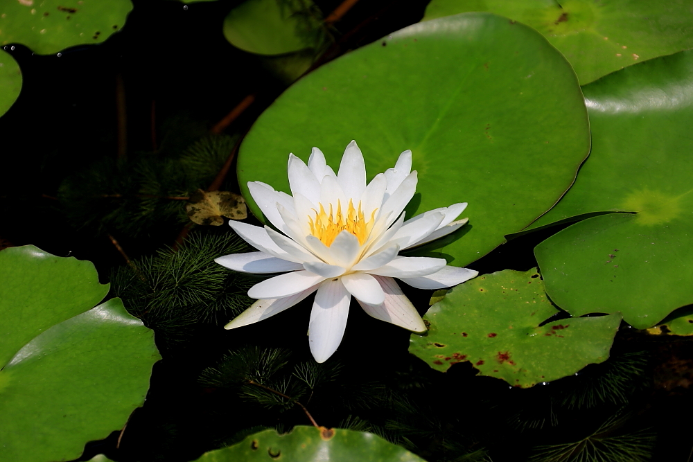 红河谷半音阶口琴独奏,12孔半音阶口琴演奏北国风光