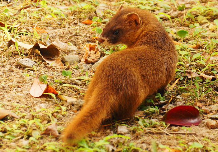 黄鼠狼为什么不怕公鸡,黄鼠狼给鸡拜年不安好心真实的吗