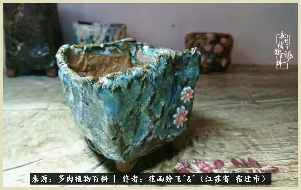 我家老臧：从反对到爱屋及乌的多肉守护人