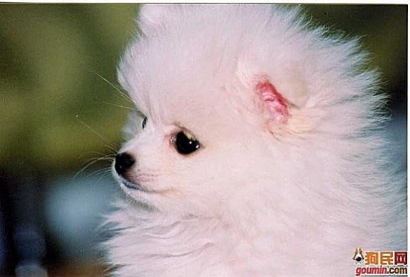 狗狗大全,送给喜欢狗的人）