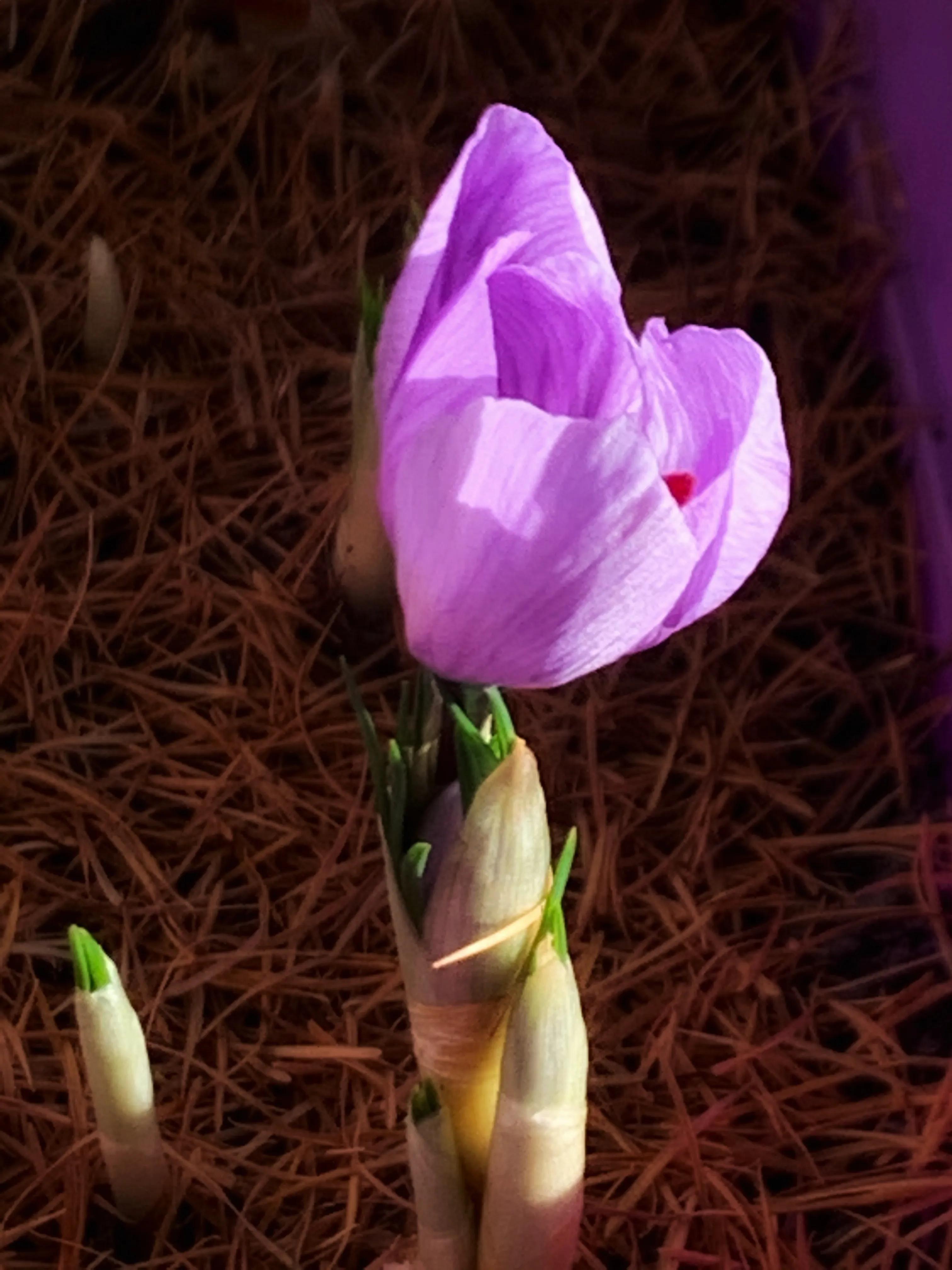 冬日里的鲜花依然盛开,冬日里盛开的第一朵鲜花