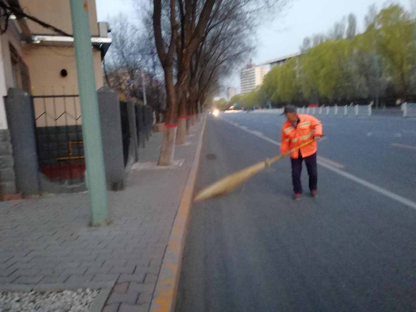 “城市黄玫瑰绽放新英姿”