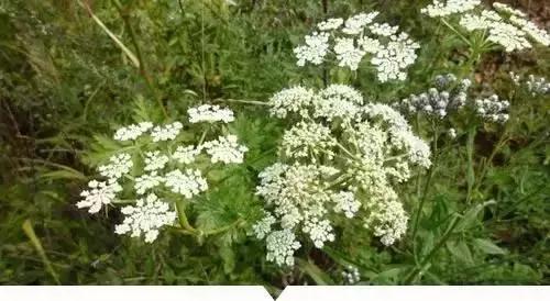 植物小时候和长大的名字不一样,小时候一种类似于甘蔗的植物