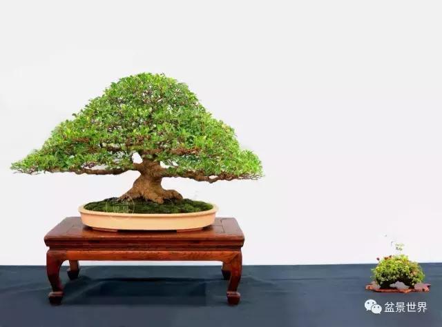 榕树罗汉松风水树,什么形状的榕树盆景好