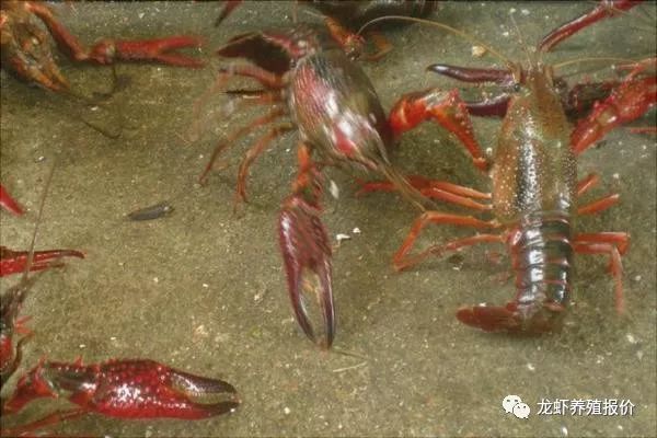 投资养殖小龙虾100亩成本多少钱,小龙虾成本与利润