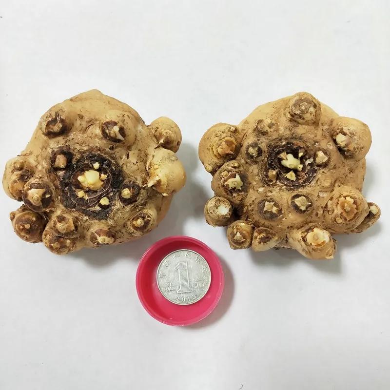 马蹄莲要怎样才能多开花,马蹄莲开花的正确方法