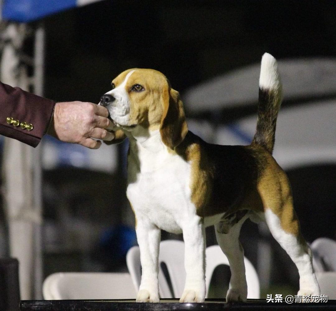 狗狗吃撑了呕吐拉稀怎么办,狗狗感冒了呕吐喂什么药好