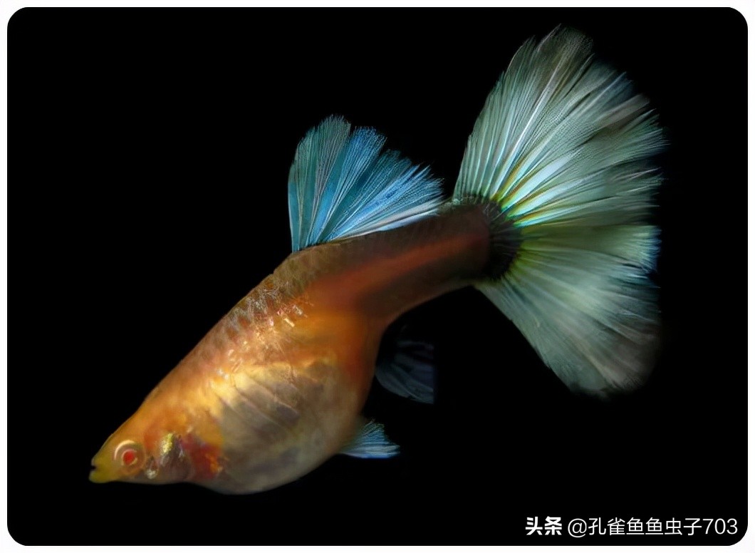 孔雀鱼都是怎么交配的？