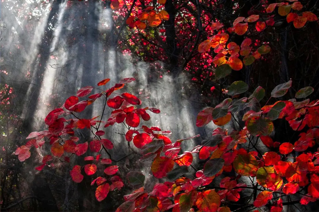 颜值惊艳神仙颜值,颜值爆表长相逆天