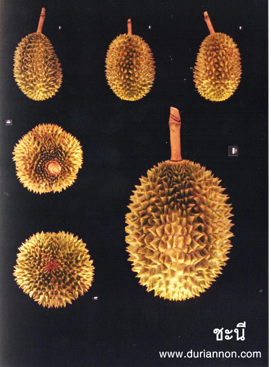 榴莲品种d13,泰国榴莲d197是什么品种