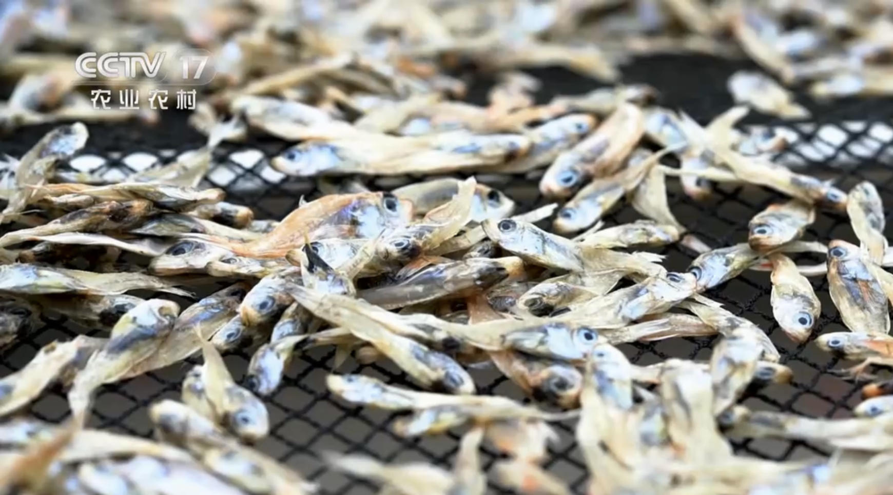 高中毕业的海南小伙,放弃60万年薪,回乡卖鱼干,年赚500万