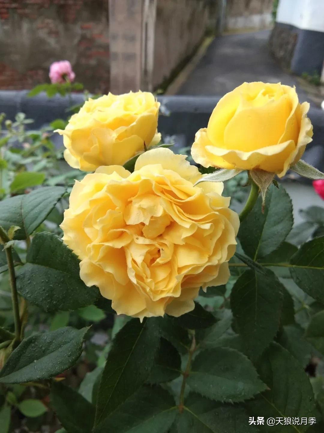 月季春季第一波花要不要剪,月季春季第一波花开后嫁接