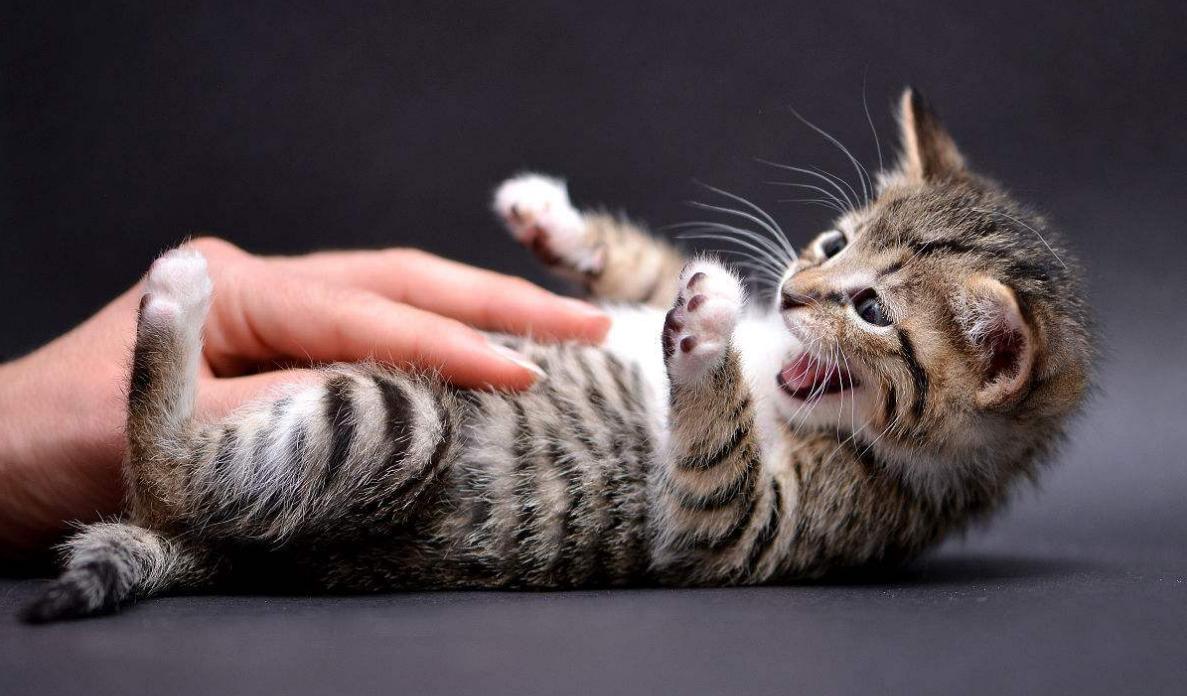 怎样才能判断出猫咪的性格,猫咪七个月性格会发生变化吗