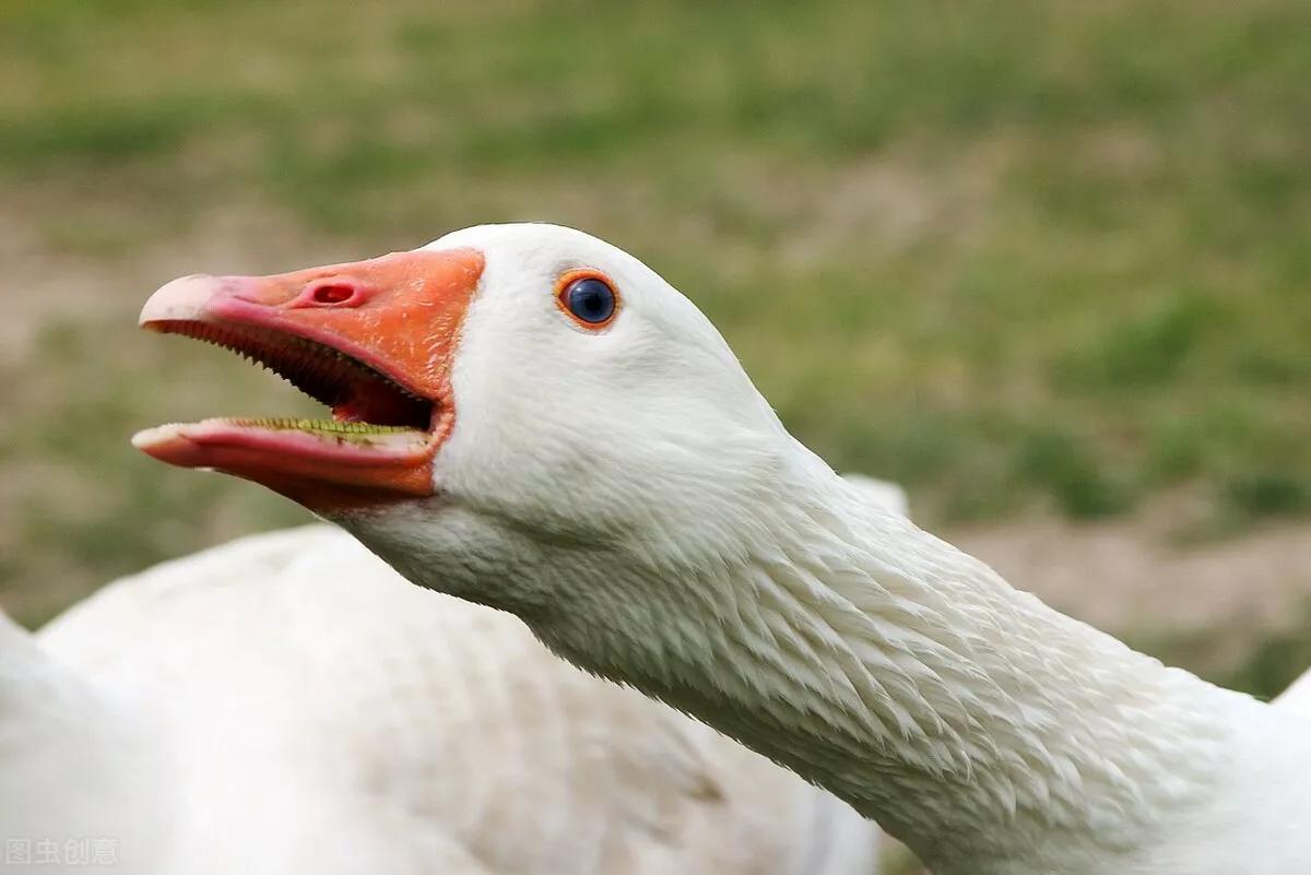 农村里的老人说，鹅的领土意识很强，能看家护院也能防蛇