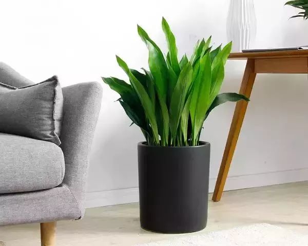 能吸甲醛的植物花卉,吸甲醛的十大植物有哪些