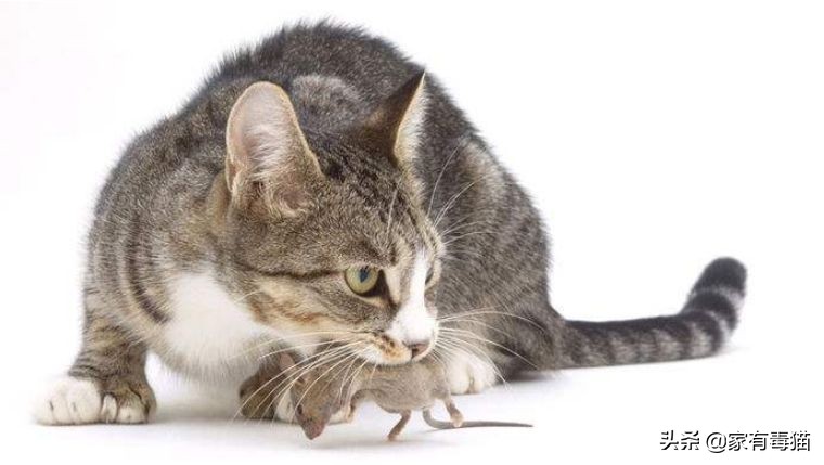 猫粮为何叫毒粮,猫粮和米饭哪个安全