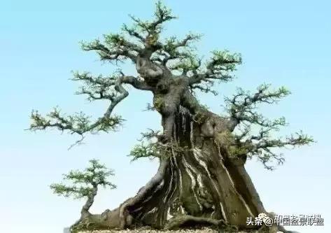 老枝条能做飘枝吗,飘枝技巧