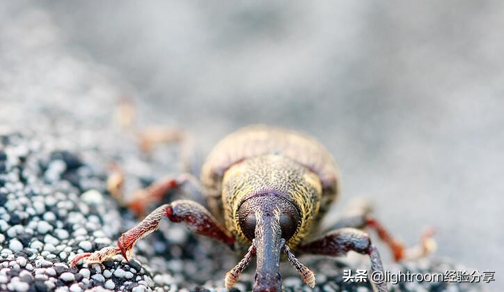 微距摄影拍摄技巧有哪些,微距镜头摄影怎么拍好看